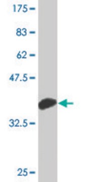 Monoclonal Anti-MAP3K15 antibody produced in mouse clone 1H7, purified immunoglobulin, buffered aqueous solution