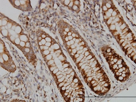 Monoclonal Anti-DUT antibody produced in mouse clone 1C9, purified immunoglobulin, buffered aqueous solution