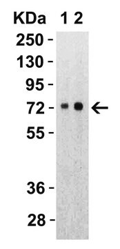 Anti-SARS-CoV-2 (COVID-19) Spike S2 antibody produced in rabbit affinity isolated antibody