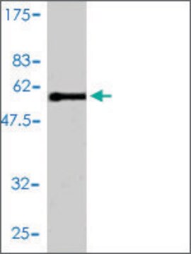 Monoclonal Anti-E2F6 antibody produced in mouse clone 2B6-G9, purified immunoglobulin, buffered aqueous solution