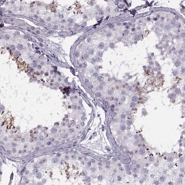 Anti-FAM24B antibody produced in rabbit Prestige Antibodies&#174; Powered by Atlas Antibodies, affinity isolated antibody, buffered aqueous glycerol solution