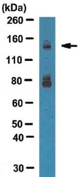 Anti-Integrin-alpha-11-Antikörper from rabbit, purified by affinity chromatography