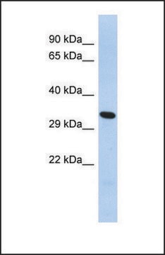 Anti-FOXK2, (C-terminal) antibody produced in rabbit affinity isolated antibody