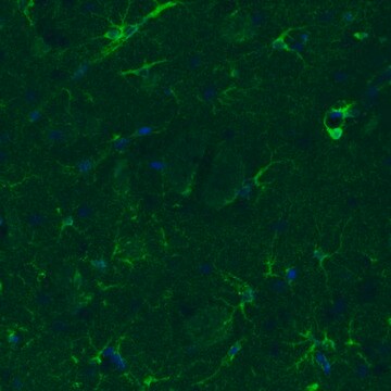 Monoclonal Anti-GLUL antibody produced in mouse Prestige Antibodies&#174; Powered by Atlas Antibodies, clone CL3013, purified immunoglobulin, buffered aqueous glycerol solution