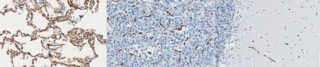 Anti-PECAM-1 Antibody, clone 4A8.1 clone 4A8.1, from mouse