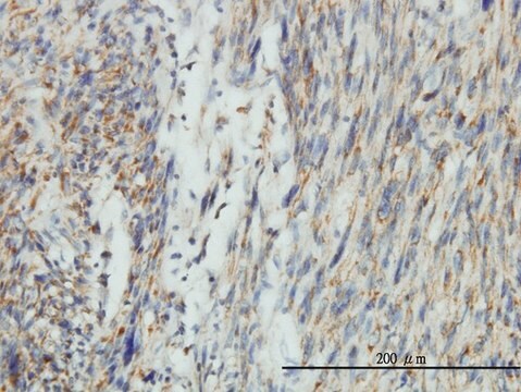 Monoclonal Anti-DNM1L antibody produced in mouse clone 3B5, purified immunoglobulin, buffered aqueous solution