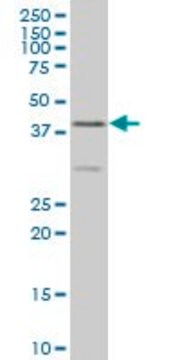 ANTI-ELF3 antibody produced in mouse clone 1F12, purified immunoglobulin, buffered aqueous solution