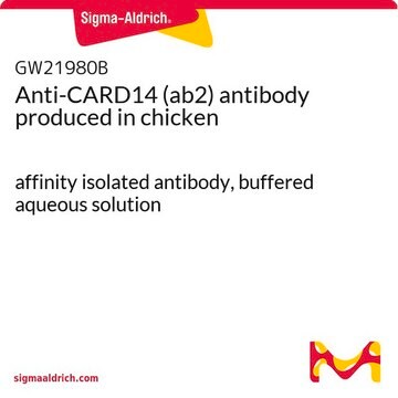 Anti-CARD14 (ab2) antibody produced in chicken affinity isolated antibody, buffered aqueous solution