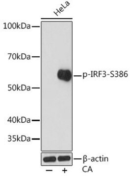 Anti-Phospho-IRF3-S386 antibody produced in rabbit