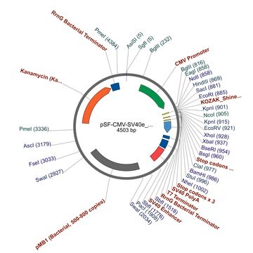 PSF-CMV-SV40E SBFI - SV40 ENHANCER PLASMID plasmid vector for molecular cloning