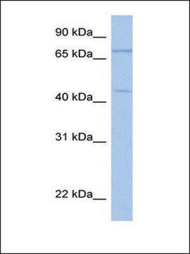 Anti-ISLR2 antibody produced in rabbit affinity isolated antibody