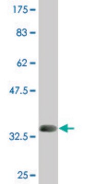 Monoclonal Anti-C5ORF18 antibody produced in mouse clone 3G11, purified immunoglobulin, buffered aqueous solution