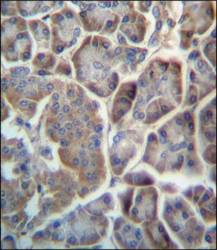 ANTI-TMED9 (C-TERM) antibody produced in rabbit IgG fraction of antiserum, buffered aqueous solution