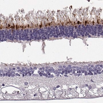 Anti-RD3 antibody produced in rabbit Prestige Antibodies&#174; Powered by Atlas Antibodies, affinity isolated antibody