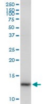 Anti-CDK2AP2 antibody produced in mouse purified immunoglobulin, buffered aqueous solution