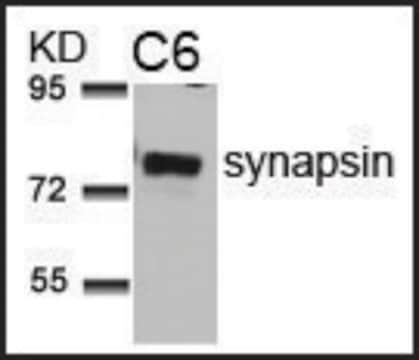 Anti-SYN1 (Ab-9) antibody produced in rabbit affinity isolated antibody