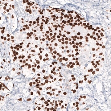 Monoclonal Anti-NANOG antibody produced in mouse Prestige Antibodies&#174; Powered by Atlas Antibodies, clone CL5810, purified immunoglobulin, buffered aqueous glycerol solution