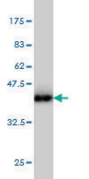 Monoclonal Anti-AHNAK antibody produced in mouse clone 3G7, purified immunoglobulin, buffered aqueous solution