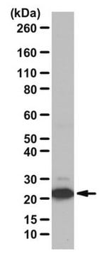 Anti-phospho BAD Antibody (Ser155) from rabbit, purified by affinity chromatography