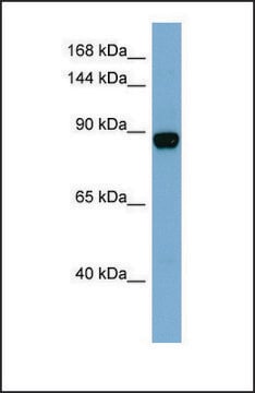 Anti-CASD1, (N-terminal) antibody produced in rabbit affinity isolated antibody