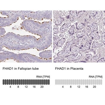 Anti-FHAD1 antibody produced in rabbit Prestige Antibodies&#174; Powered by Atlas Antibodies, affinity isolated antibody, buffered aqueous glycerol solution