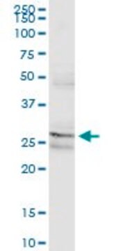 Monoclonal Anti-PAFAH1B2 antibody produced in mouse clone 2F4-1C10, ascites fluid