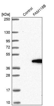 Anti-FAM118B antibody produced in rabbit Prestige Antibodies&#174; Powered by Atlas Antibodies, affinity isolated antibody, buffered aqueous glycerol solution