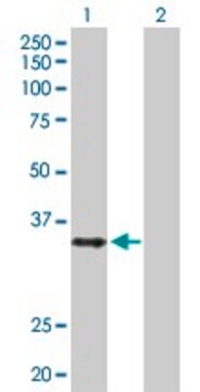 Anti-HMG20B antibody produced in rabbit purified immunoglobulin, buffered aqueous solution