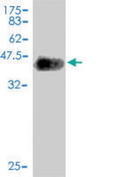 Monoclonal Anti-NLGN4Y antibody produced in mouse clone 1E4, purified immunoglobulin, buffered aqueous solution