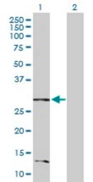 Anti-BNIP3L antibody produced in rabbit purified immunoglobulin, buffered aqueous solution