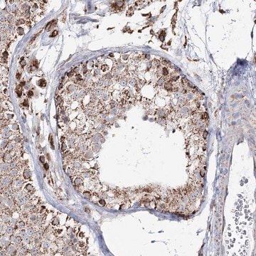 Anti-CWF19L1 antibody produced in rabbit Prestige Antibodies&#174; Powered by Atlas Antibodies, affinity isolated antibody, buffered aqueous glycerol solution