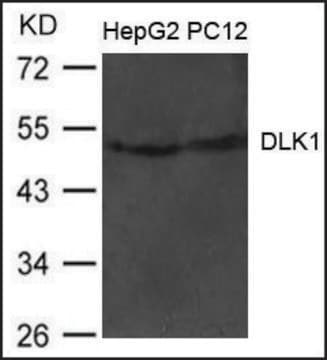 Anti-DLK1 antibody produced in rabbit affinity isolated antibody