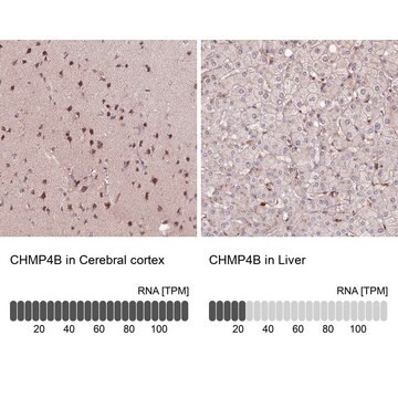 Anti-CHMP4B antibody produced in rabbit Prestige Antibodies&#174; Powered by Atlas Antibodies, affinity isolated antibody, buffered aqueous glycerol solution