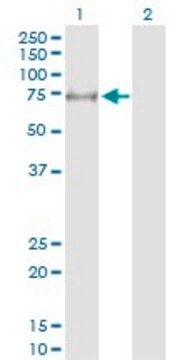 Anti-MYLK2 antibody produced in rabbit purified immunoglobulin, buffered aqueous solution