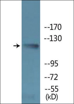 Anti-phospho-RapGEF1 (pTyr504) antibody produced in rabbit affinity isolated antibody