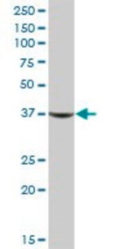 Anti-AKR1C1 antibody produced in mouse IgG fraction of antiserum, buffered aqueous solution