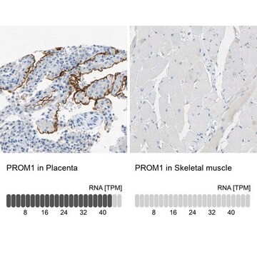 Anti-PROM1 antibody produced in rabbit Prestige Antibodies&#174; Powered by Atlas Antibodies, affinity isolated antibody, buffered aqueous glycerol solution