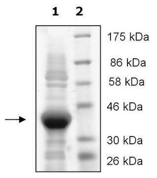 JMJD2A active human recombinant, expressed in E. coli, &#8805;80% (SDS-PAGE)