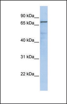 Anti-GMPS antibody produced in rabbit affinity isolated antibody