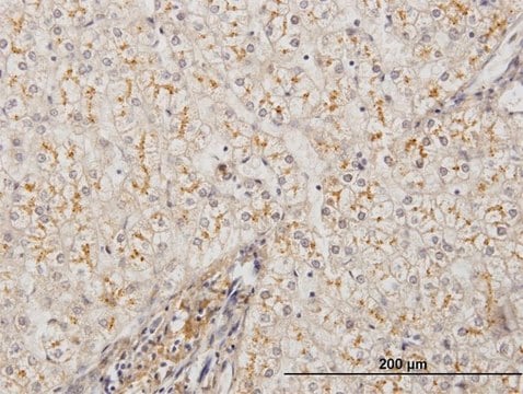 Monoclonal Anti-AMBP antibody produced in mouse clone 3F1, purified immunoglobulin, buffered aqueous solution