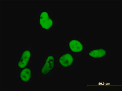 Anti-GTF2I antibody produced in mouse purified immunoglobulin, buffered aqueous solution