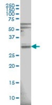 Monoclonal Anti-RNASEH1 antibody produced in mouse clone 5D10, purified immunoglobulin, buffered aqueous solution