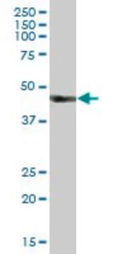 Anti-HS2ST1 antibody produced in mouse IgG fraction of antiserum, buffered aqueous solution