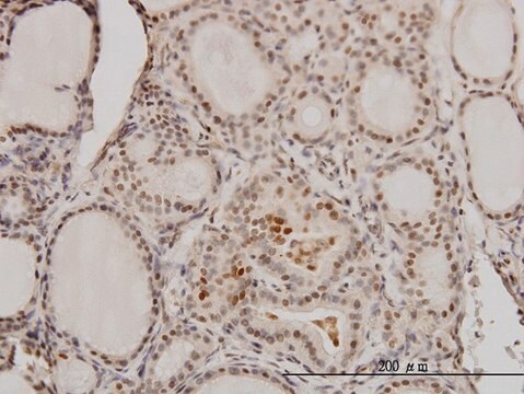 Monoclonal Anti-RCC1 antibody produced in mouse clone 2F1, purified immunoglobulin, buffered aqueous solution