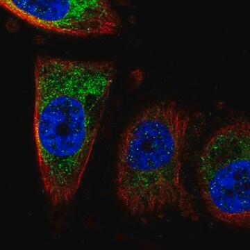 Anti-CISD1 antibody produced in rabbit Prestige Antibodies&#174; Powered by Atlas Antibodies, affinity isolated antibody