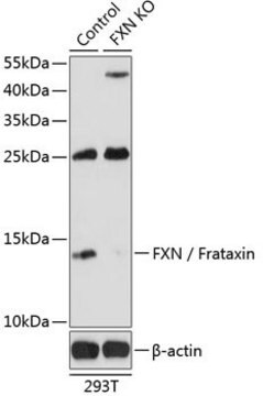 Anti-FXN/Frataxin antibody produced in rabbit