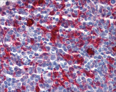 Anti-GSN antibody produced in rabbit affinity isolated antibody