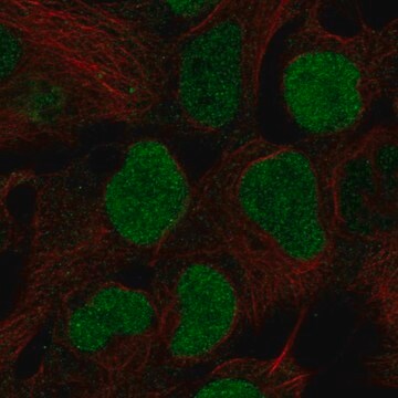 Anti-Brd2 Antibody Produced In Rabbit Prestige Antibodies&#174; Powered by Atlas Antibodies, affinity isolated antibody, buffered aqueous glycerol solution