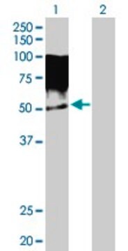 Anti-TRIM55 antibody produced in rabbit IgG fraction of antiserum, buffered aqueous solution