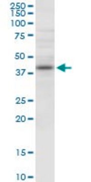 Anti-NUDT9 antibody produced in mouse purified immunoglobulin, buffered aqueous solution